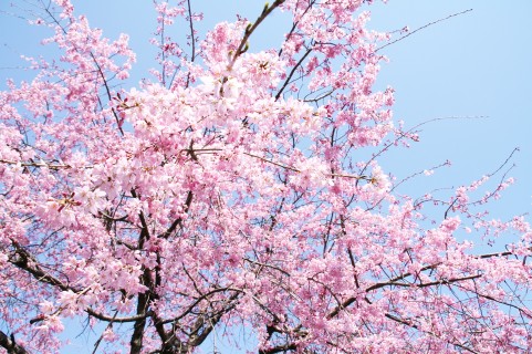 桜