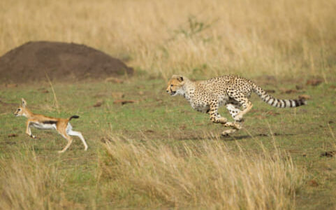 野生動物飛び出しエリアの走り方